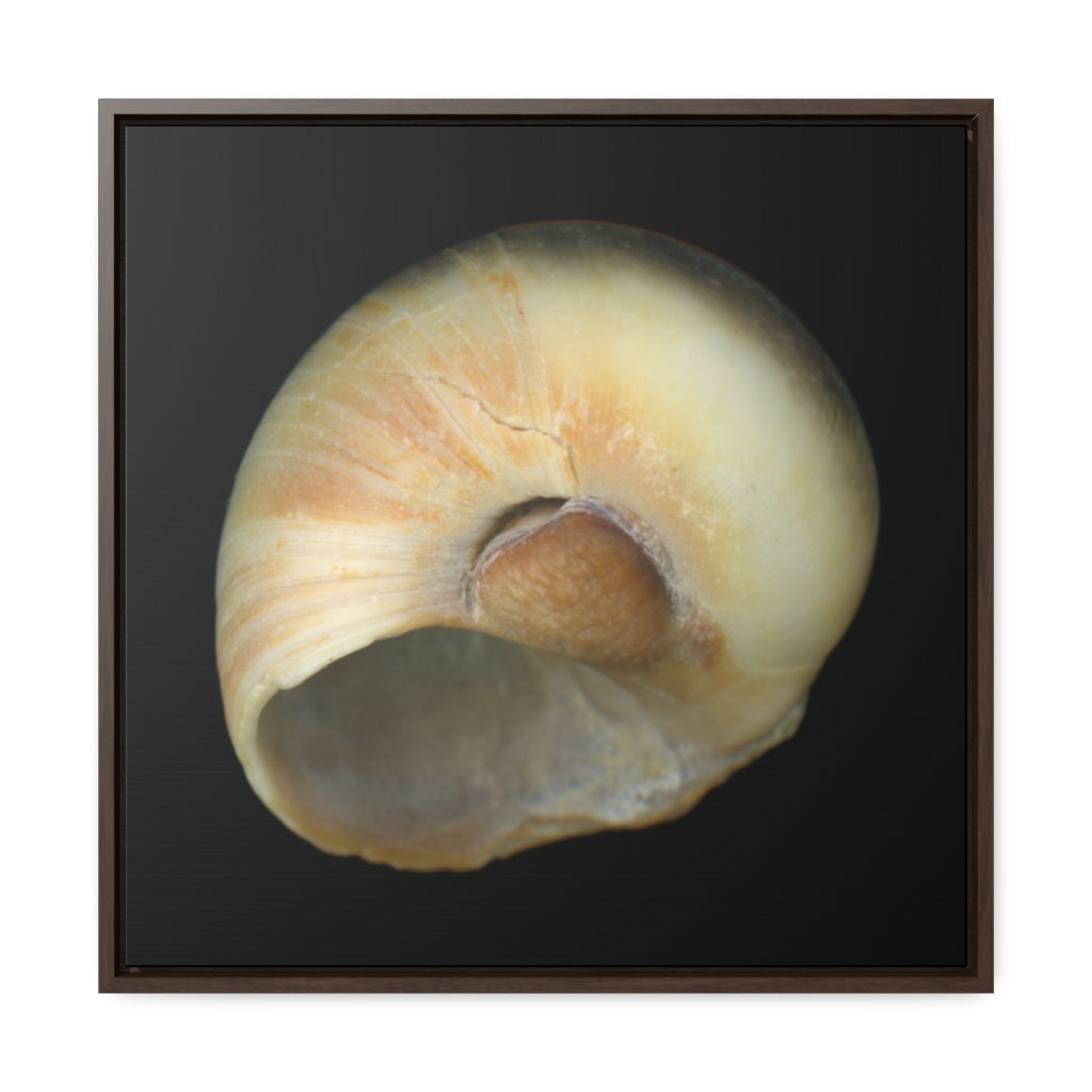 Moon Snail Shell Blue Umbilical | Framed Canvas | Black Background