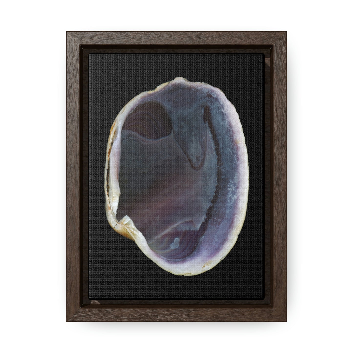 Quahog Clam Shell Purple Right Interior | Framed Canvas | Black Background