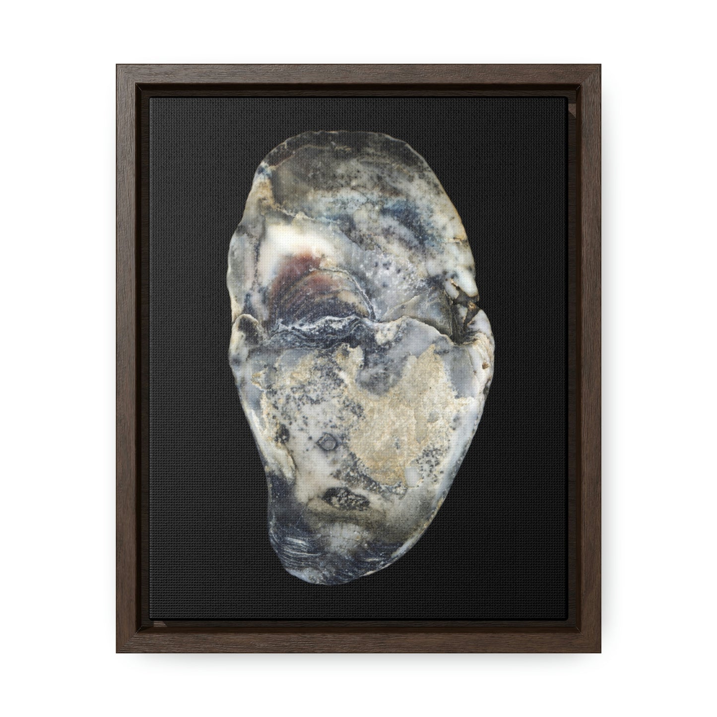 Oyster Shell Blue Right Interior | Framed Canvas | Black Background