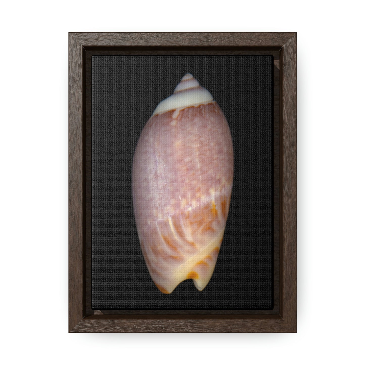 Olive Snail Shell Brown Dorsal | Framed Canvas | Black Background