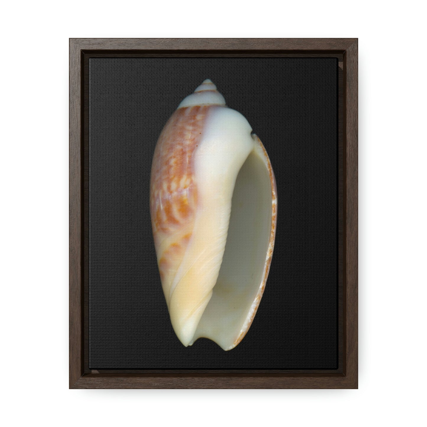 Olive Snail Shell Brown Apertural | Framed Canvas | Black Background