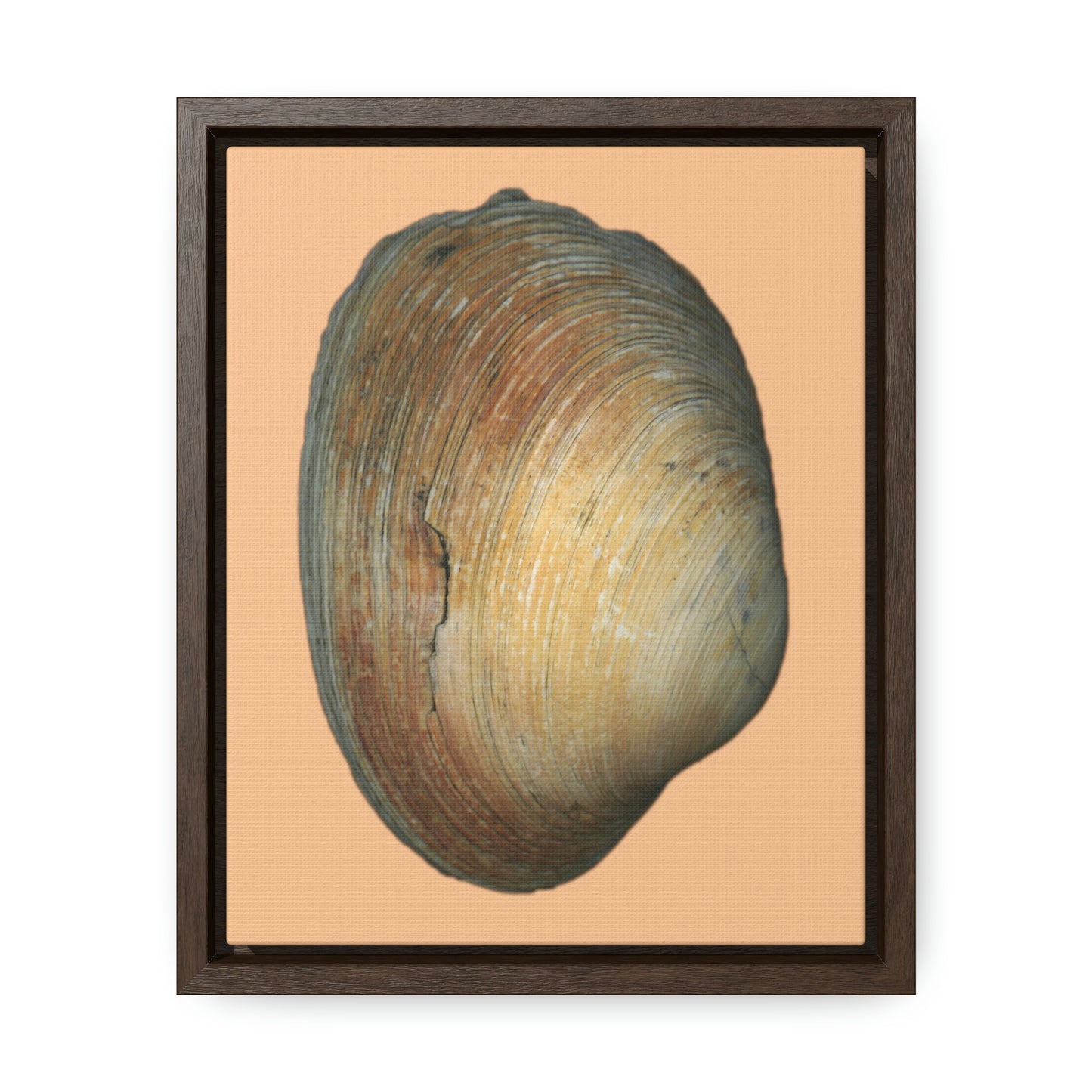 Quahog Clam Shell Purple Right Exterior | Framed Canvas | Desert Tan Background