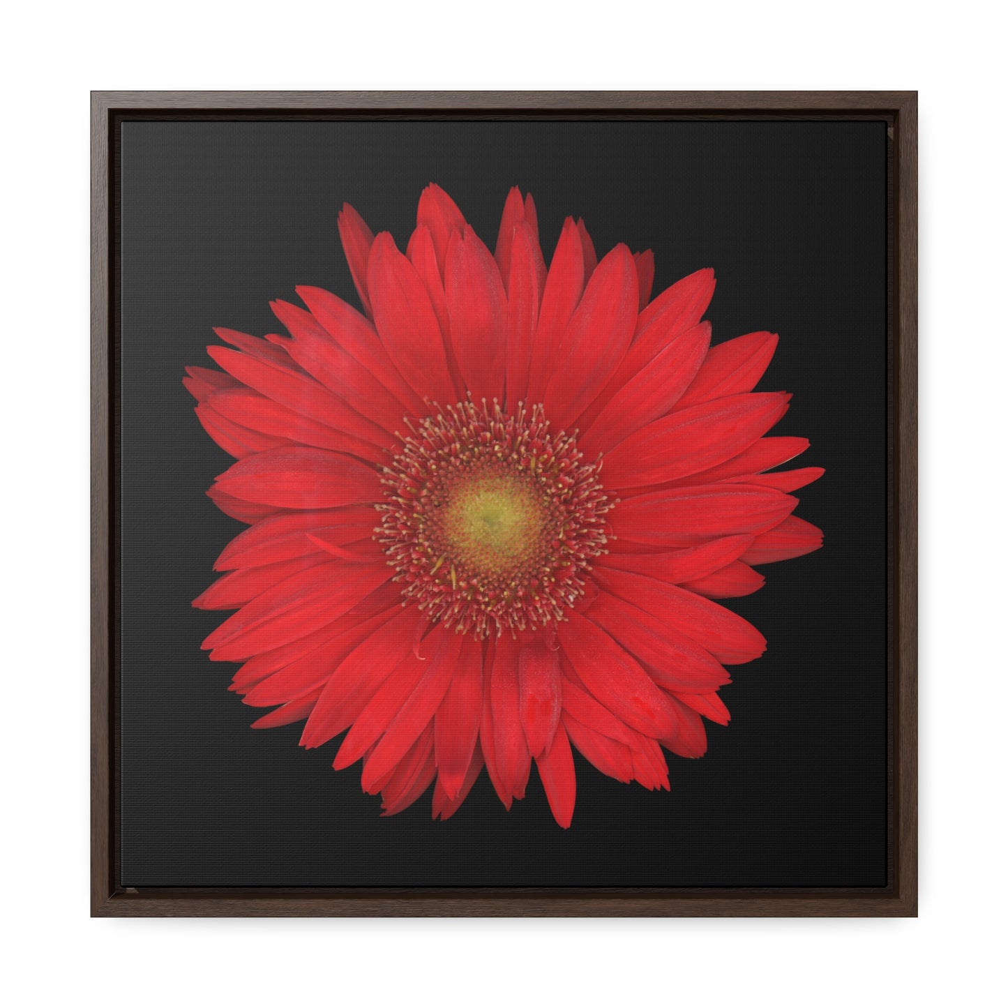 Gerbera Daisy Flower Red | Framed Canvas | Black Background