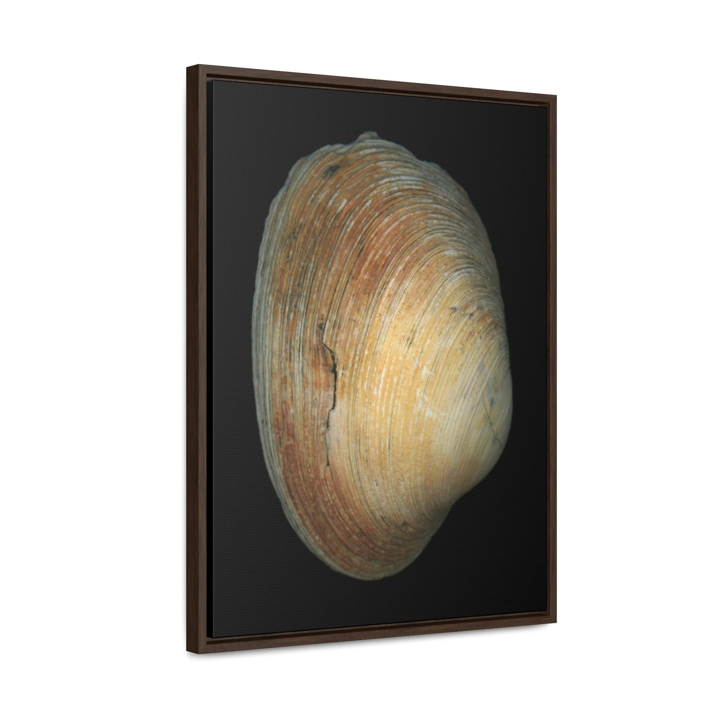 Quahog Clam Shell Purple Right Exterior | Framed Canvas | Black Background