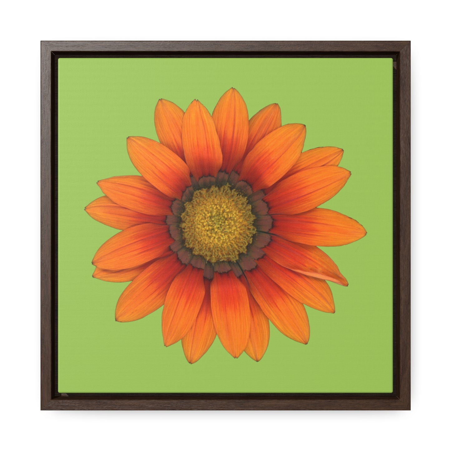 Gazania Flower Orange | Framed Canvas | Pistachio Green Background