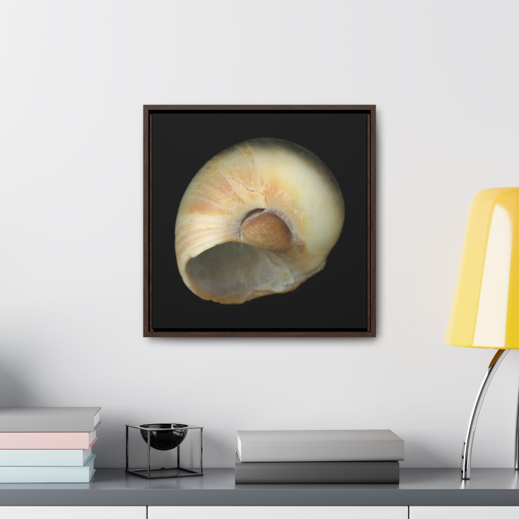 Moon Snail Shell Blue Umbilical | Framed Canvas | Black Background