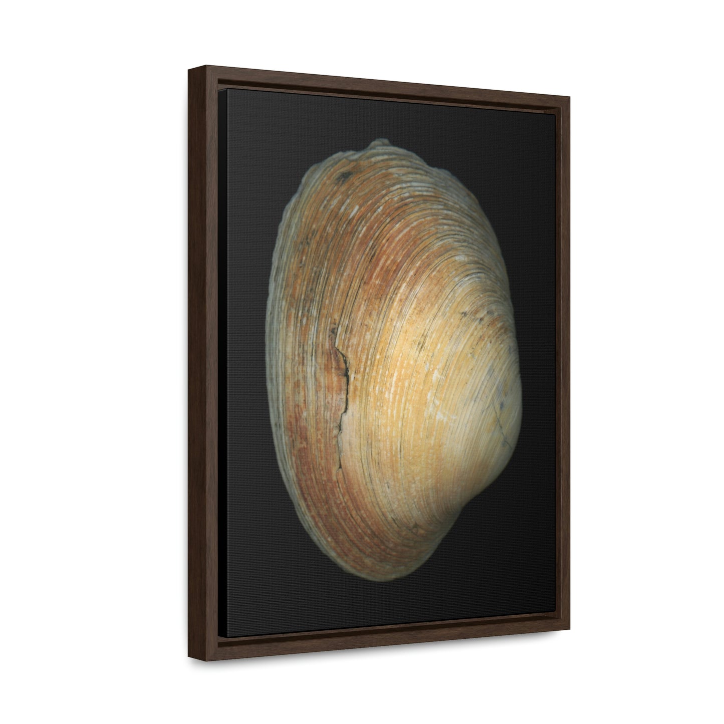 Quahog Clam Shell Purple Right Exterior | Framed Canvas | Black Background