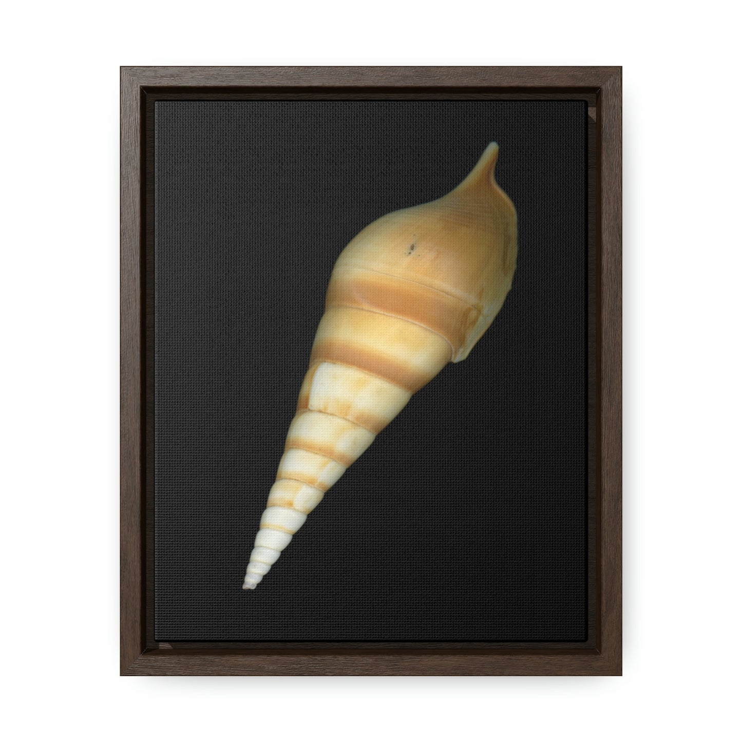 Turrid Shell Tan Dorsal | Framed Canvas | Black Background