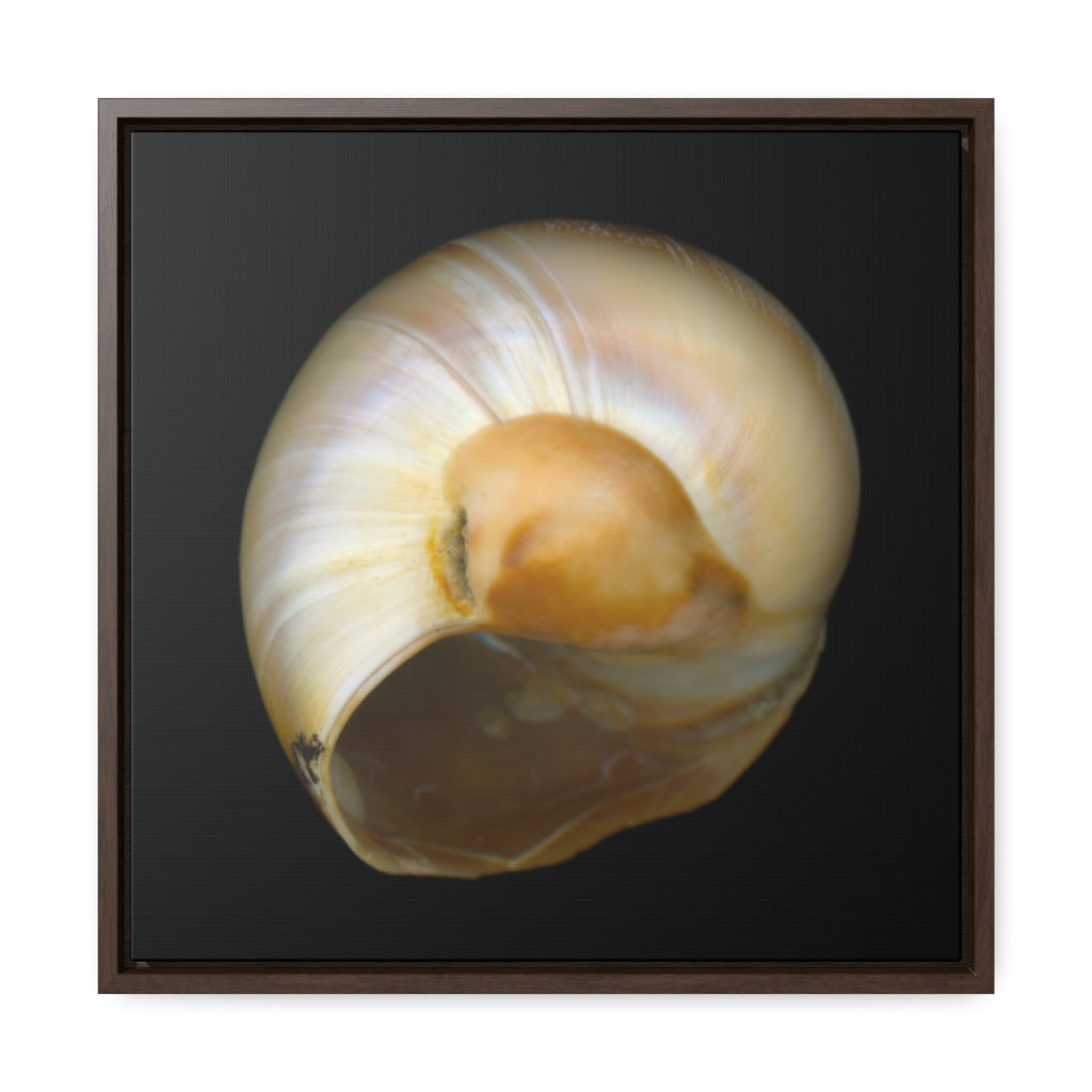 Moon Snail Shell Shark's Eye Umbilical | Framed Canvas | Black Background