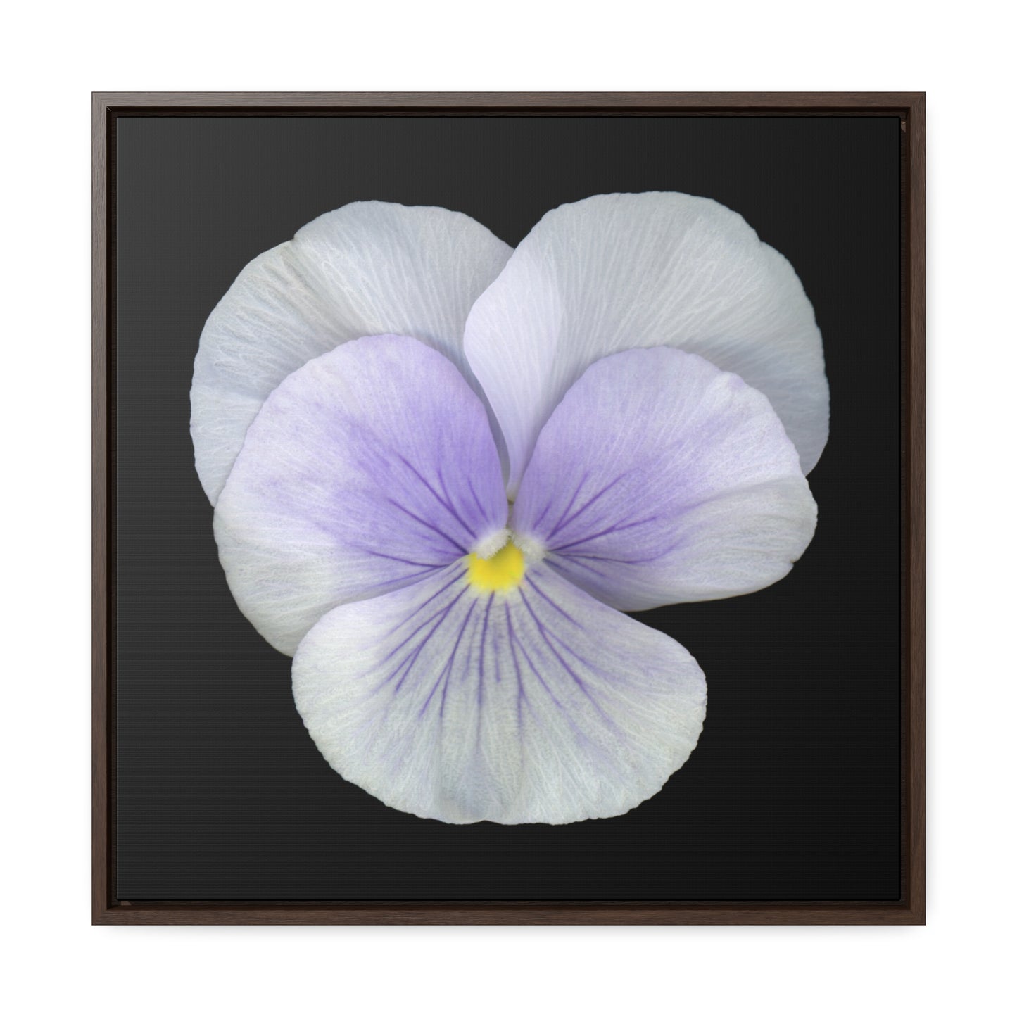 Pansy Viola Flower Lavender | Framed Canvas | Black Background