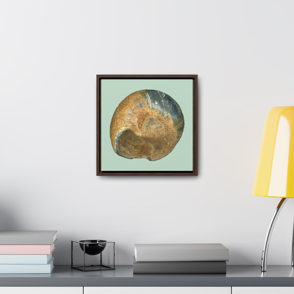 Moon Snail Shell Black & Rust Umbilical | Framed Canvas | Sage Background