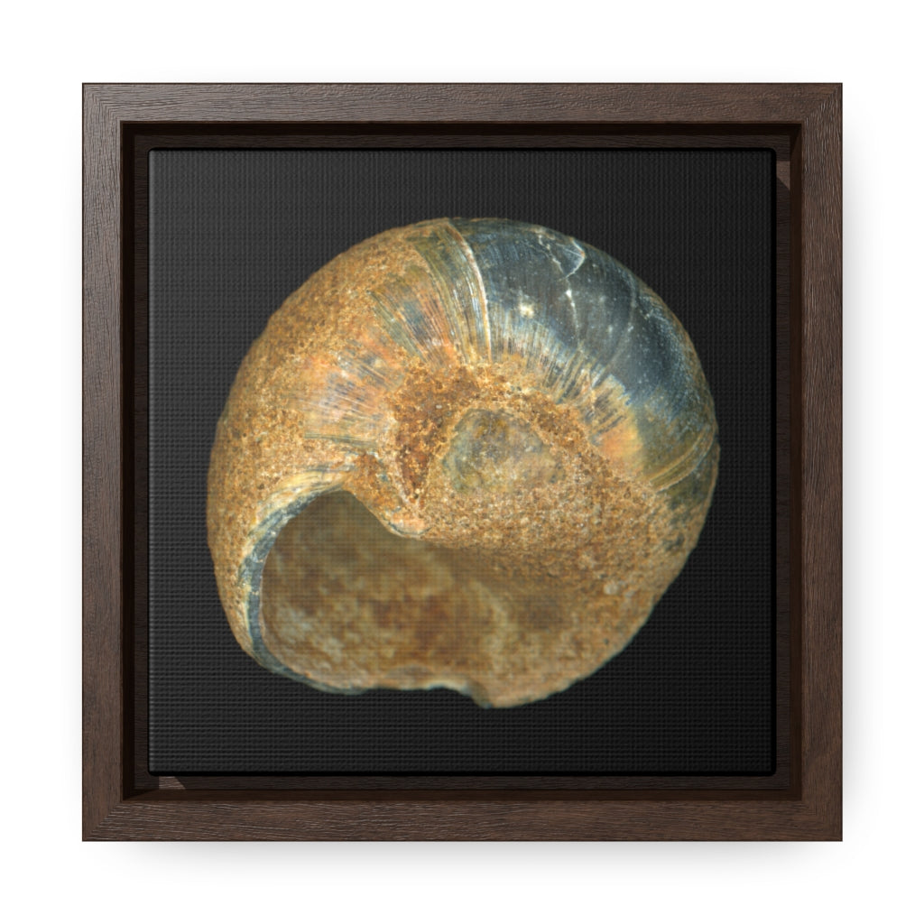 Moon Snail Shell Black & Rust Umbilical | Framed Canvas | Black Background