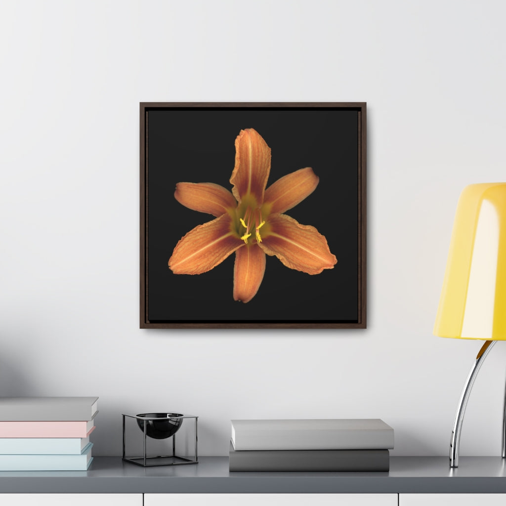 Orange Daylily Flower | Framed Canvas | Black Background