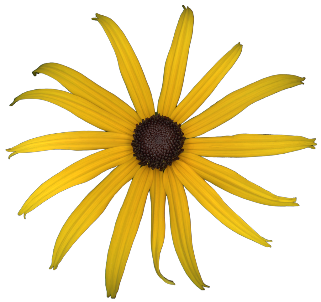 Black-eyed Susan Rudbeckia Flower | Magnet | 1in