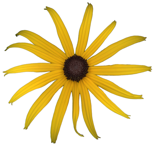 Black-eyed Susan Rudbeckia Flower | Magnet | 1in