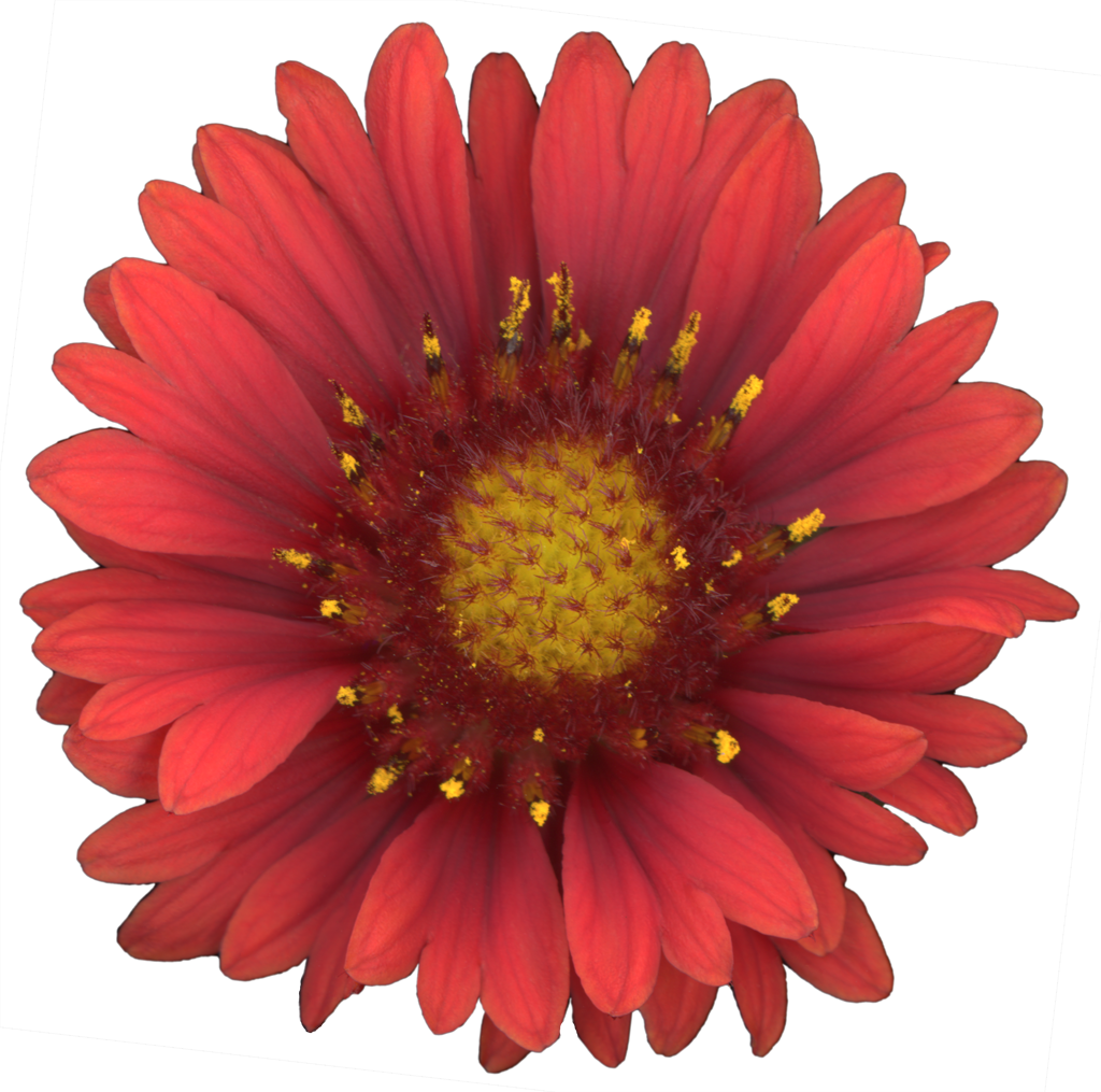 Blanket Flower Gaillardia | Pinback Button | 1in