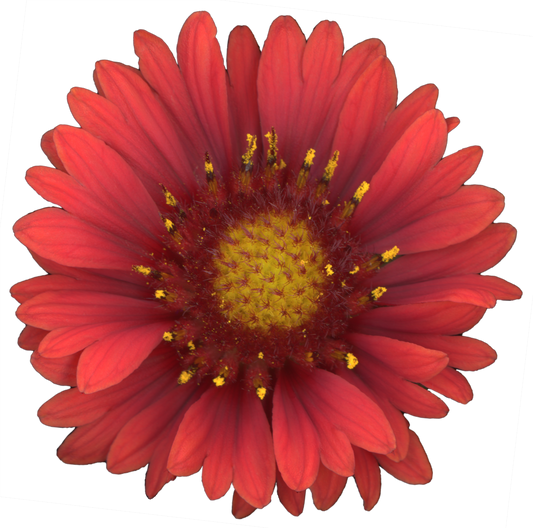 Blanket Flower Gaillardia | Pinback Button | 1in
