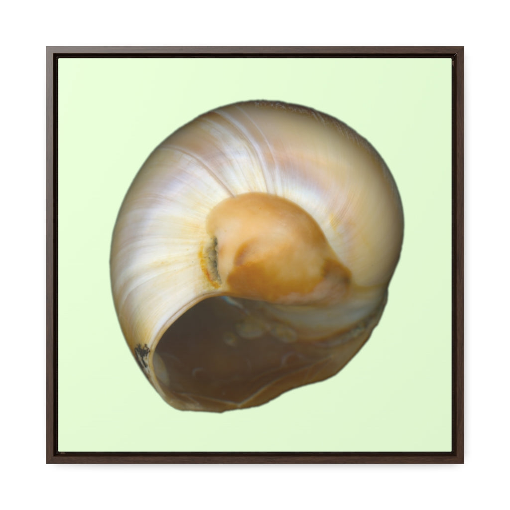 Moon Snail Shell Shark's Eye Umbilical | Framed Canvas | Sea Glass Background