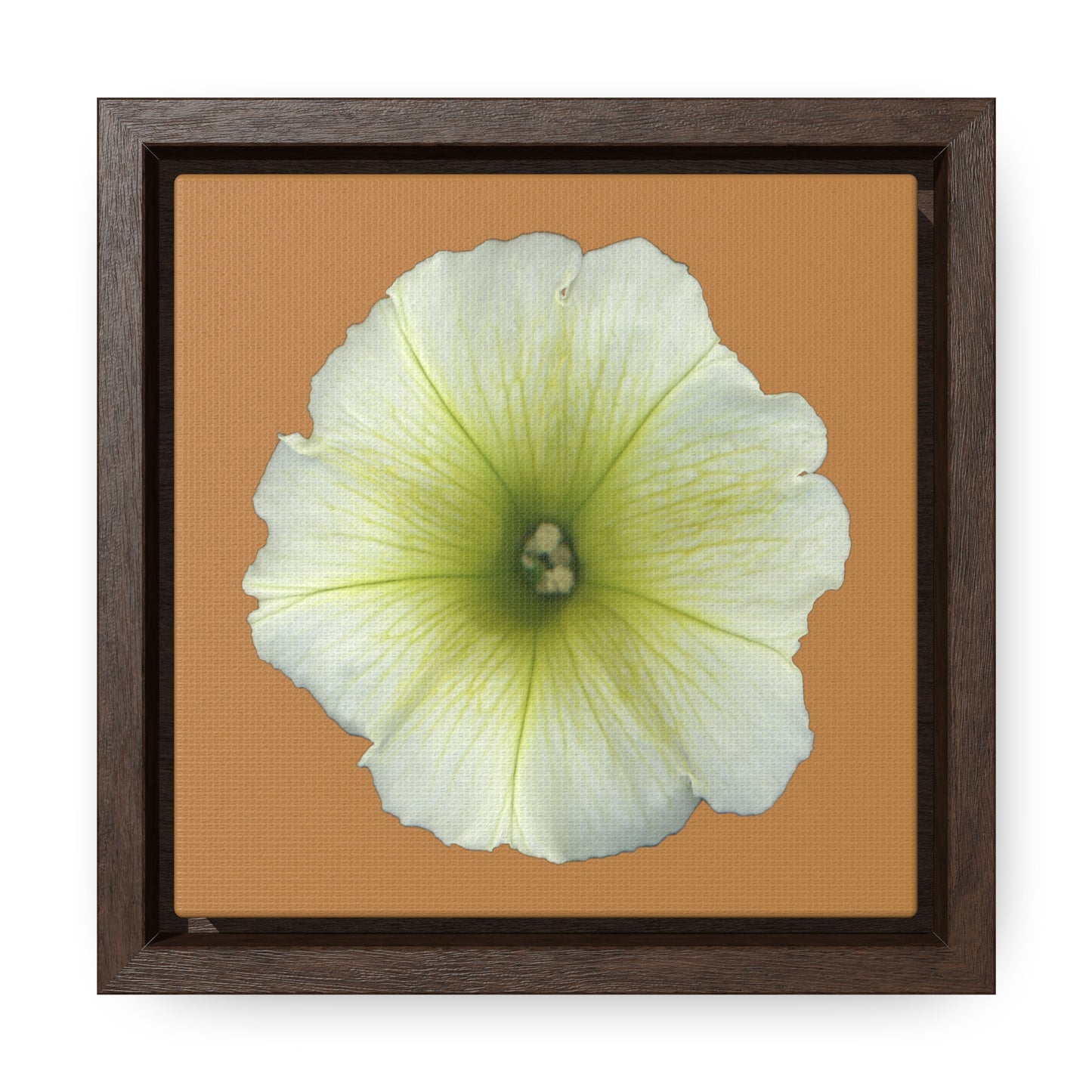 Petunia Flower Yellow-Green | Framed Canvas | Camel Brown Background