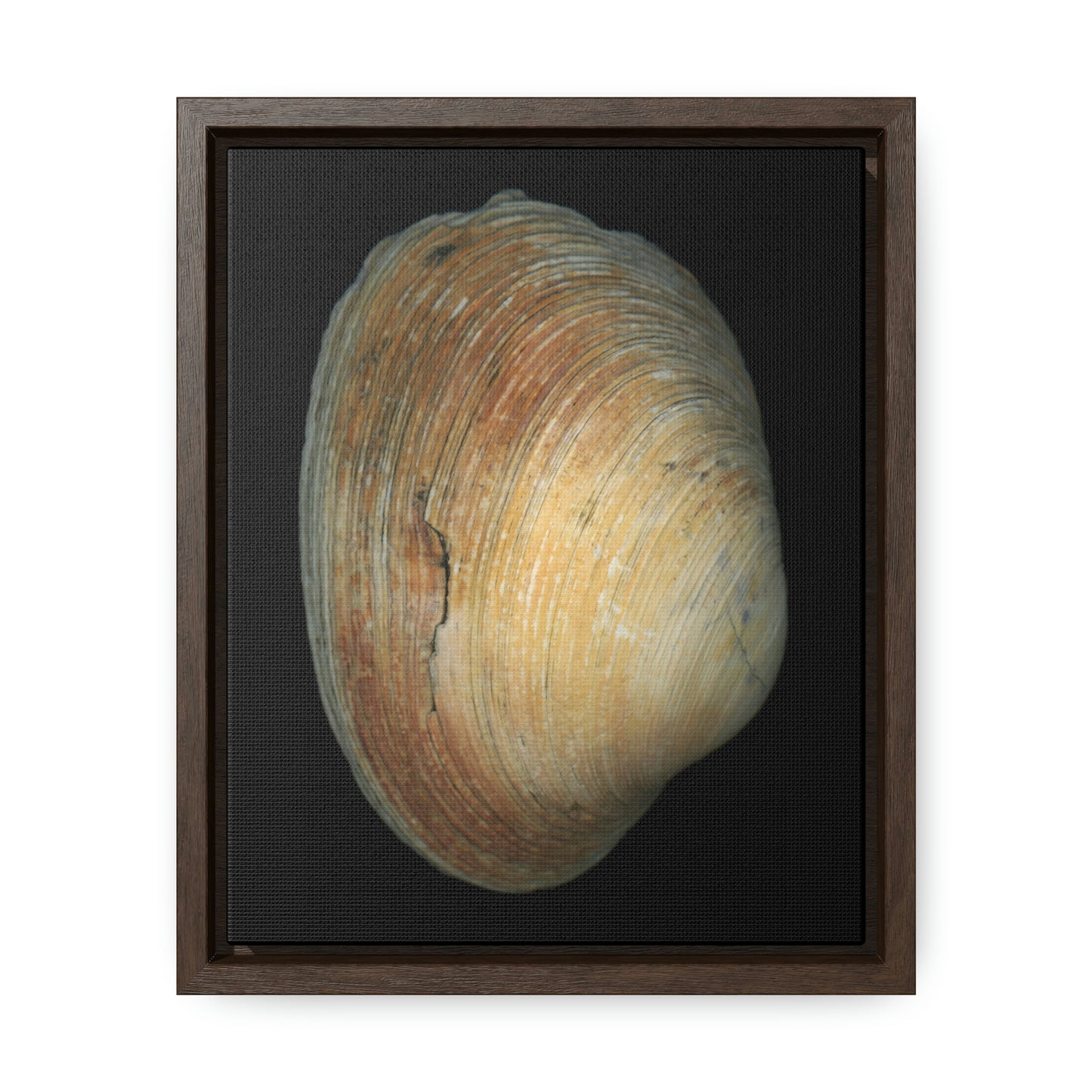 Quahog Clam Shell Purple Right Exterior | Framed Canvas | Black Background