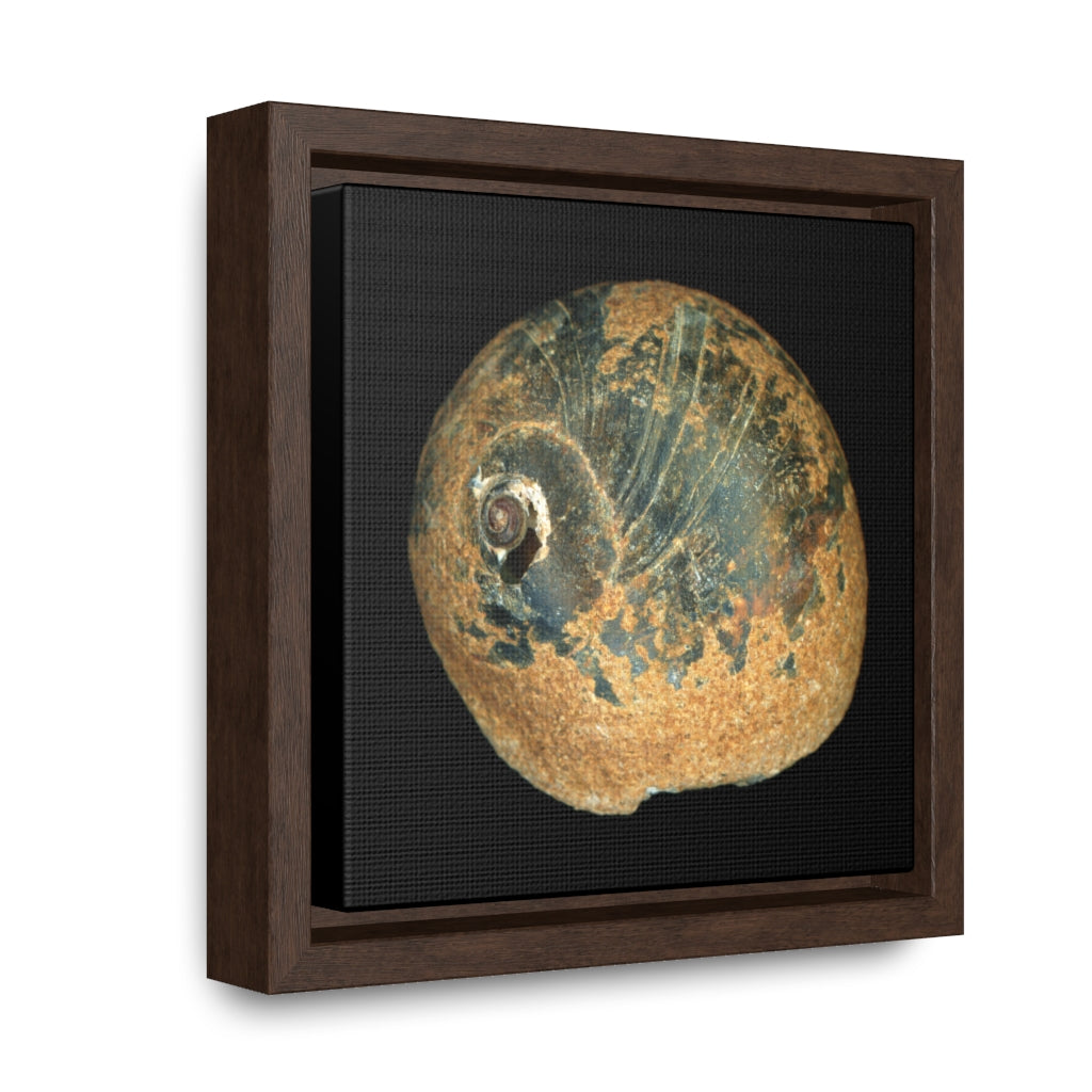 Moon Snail Shell Black & Rust Apical | Framed Canvas | Black Background