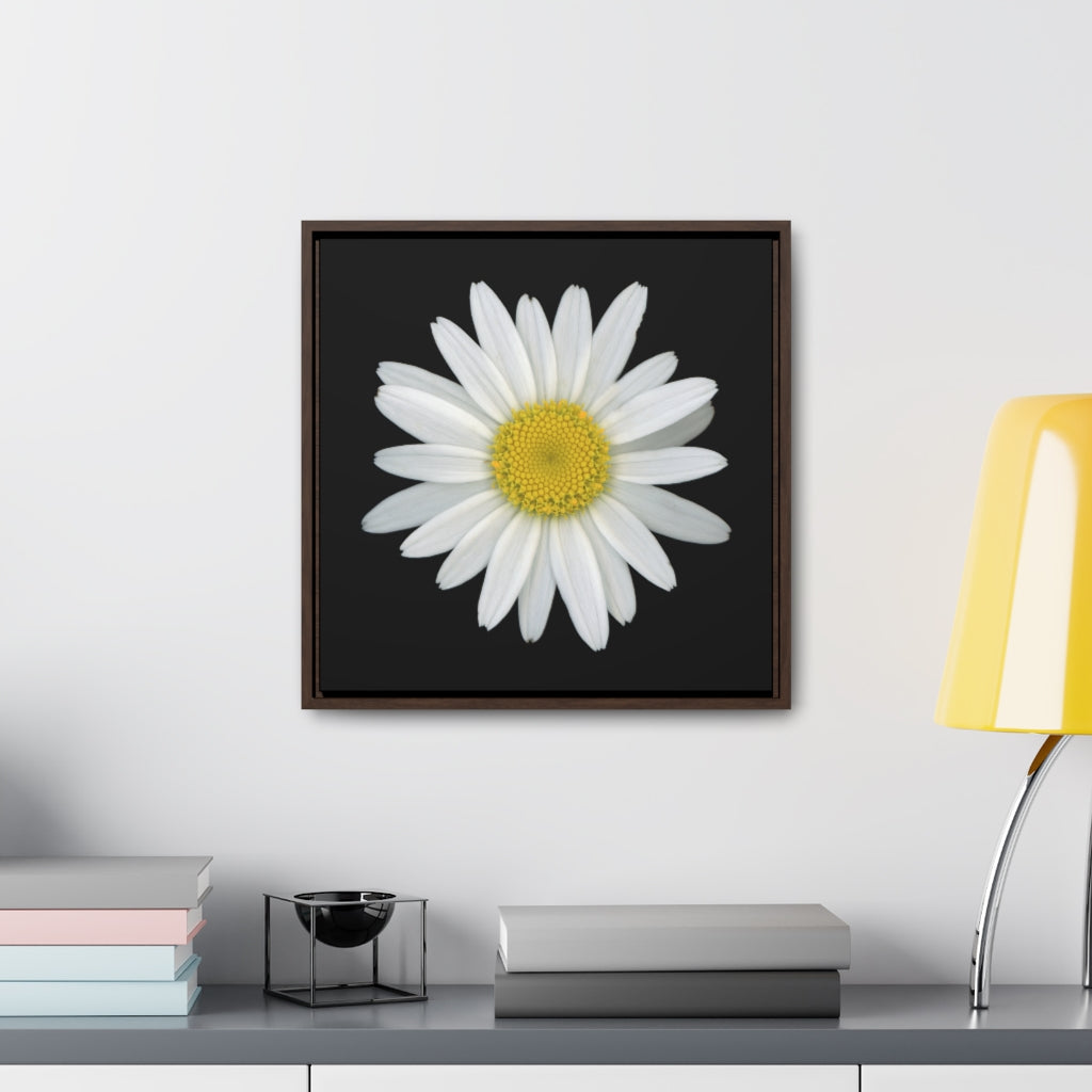 Shasta Daisy Flower White | Framed Canvas | Black Background