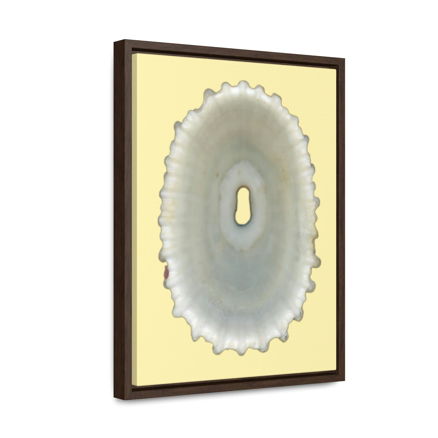 Keyhole Limpet Shell White Interior | Framed Canvas | Sunshine Background