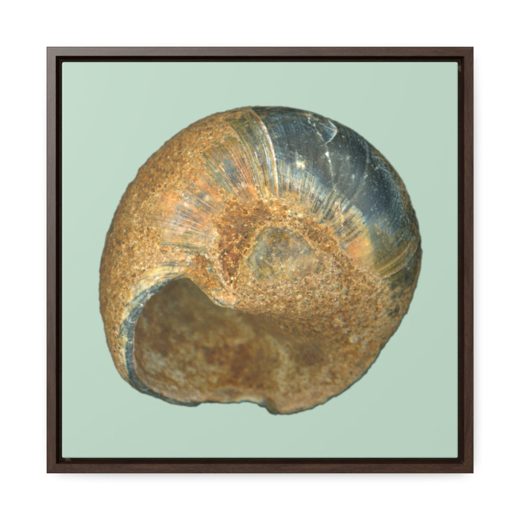 Moon Snail Shell Black & Rust Umbilical | Framed Canvas | Sage Background