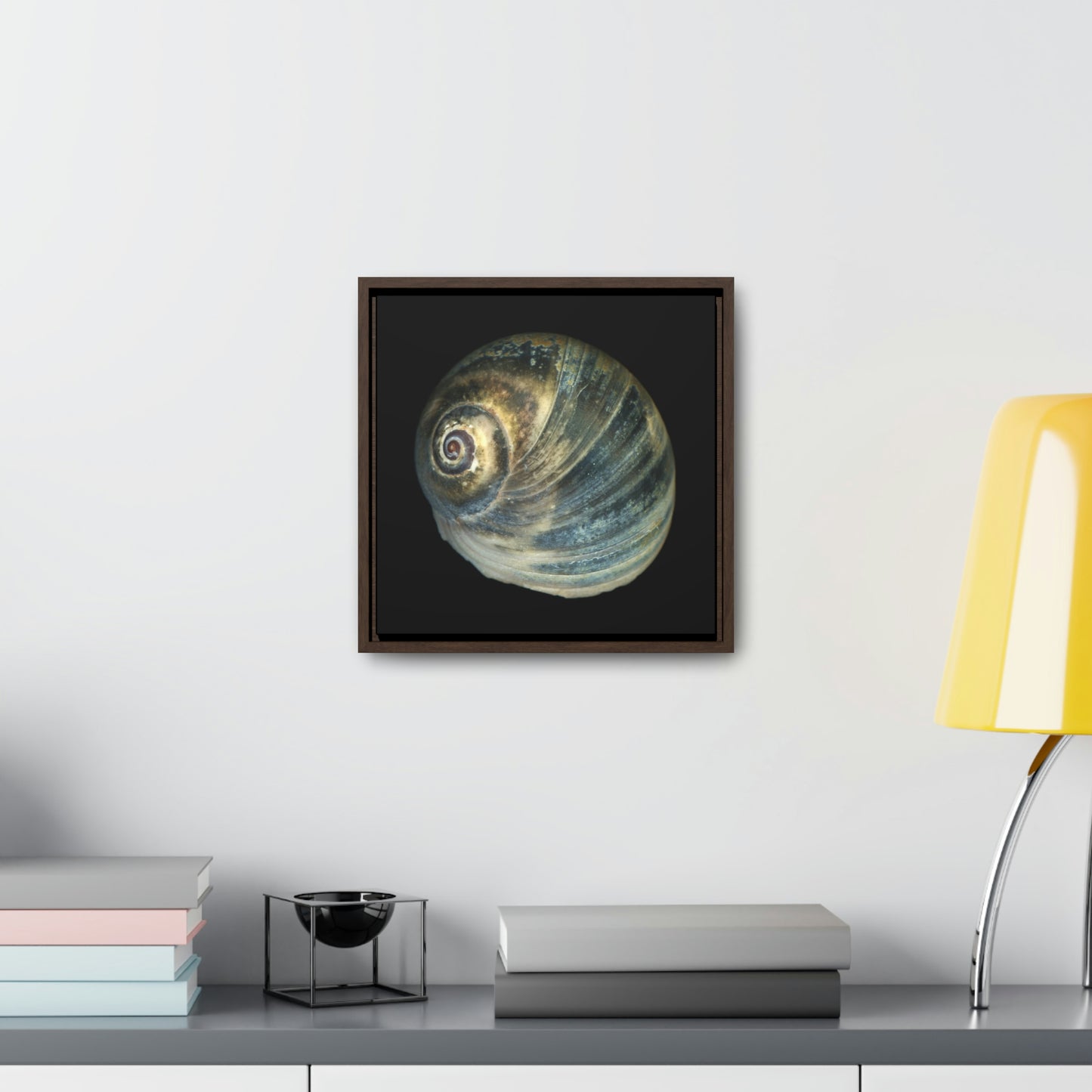 Moon Snail Shell Blue Apical | Framed Canvas | Black Background