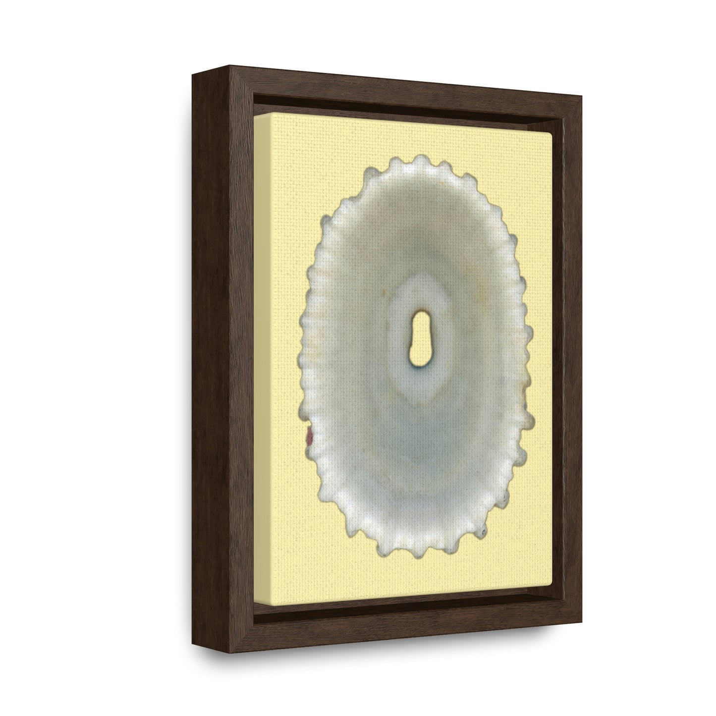 Keyhole Limpet Shell White Interior | Framed Canvas | Sunshine Background