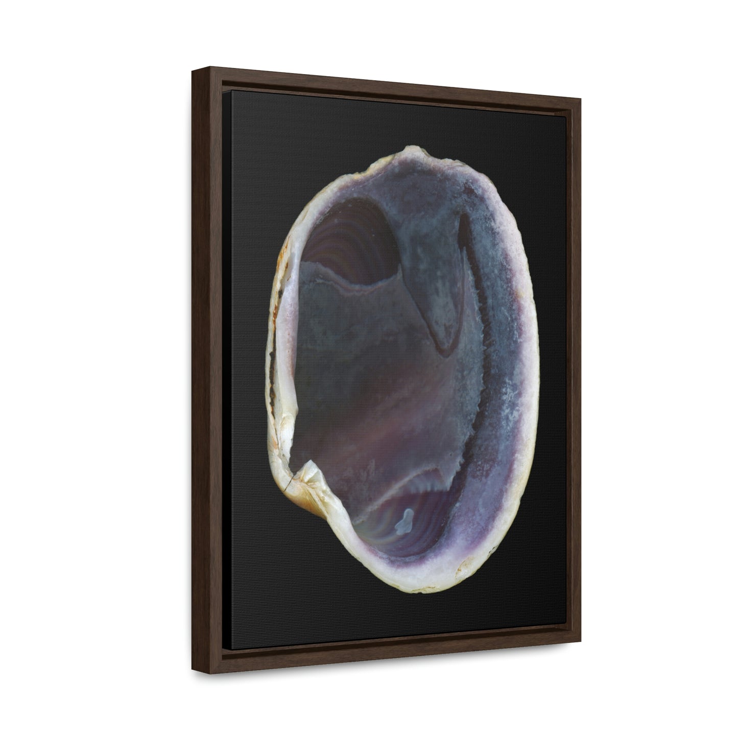 Quahog Clam Shell Purple Right Interior | Framed Canvas | Black Background