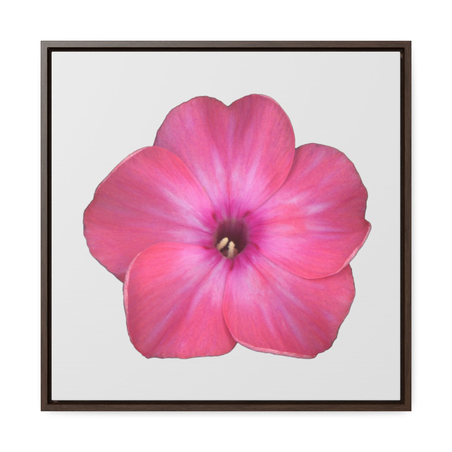 Phlox Flower Detail Pink | Framed Canvas | Silver Background