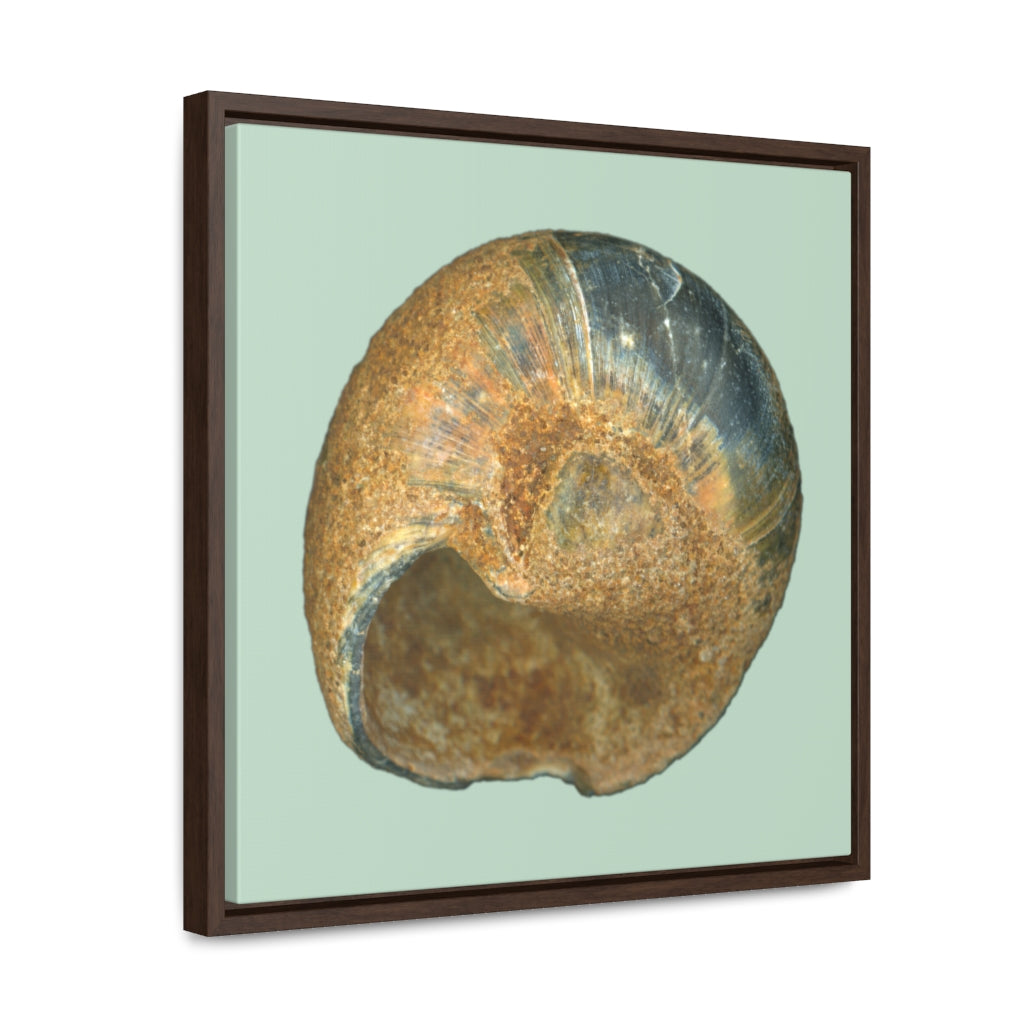 Moon Snail Shell Black & Rust Umbilical | Framed Canvas | Sage Background