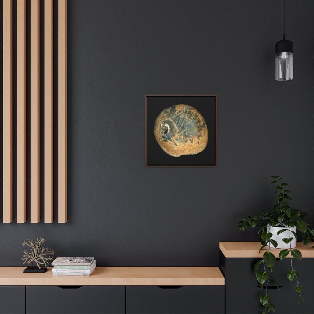 Moon Snail Shell Black & Rust Apical | Framed Canvas | Black Background