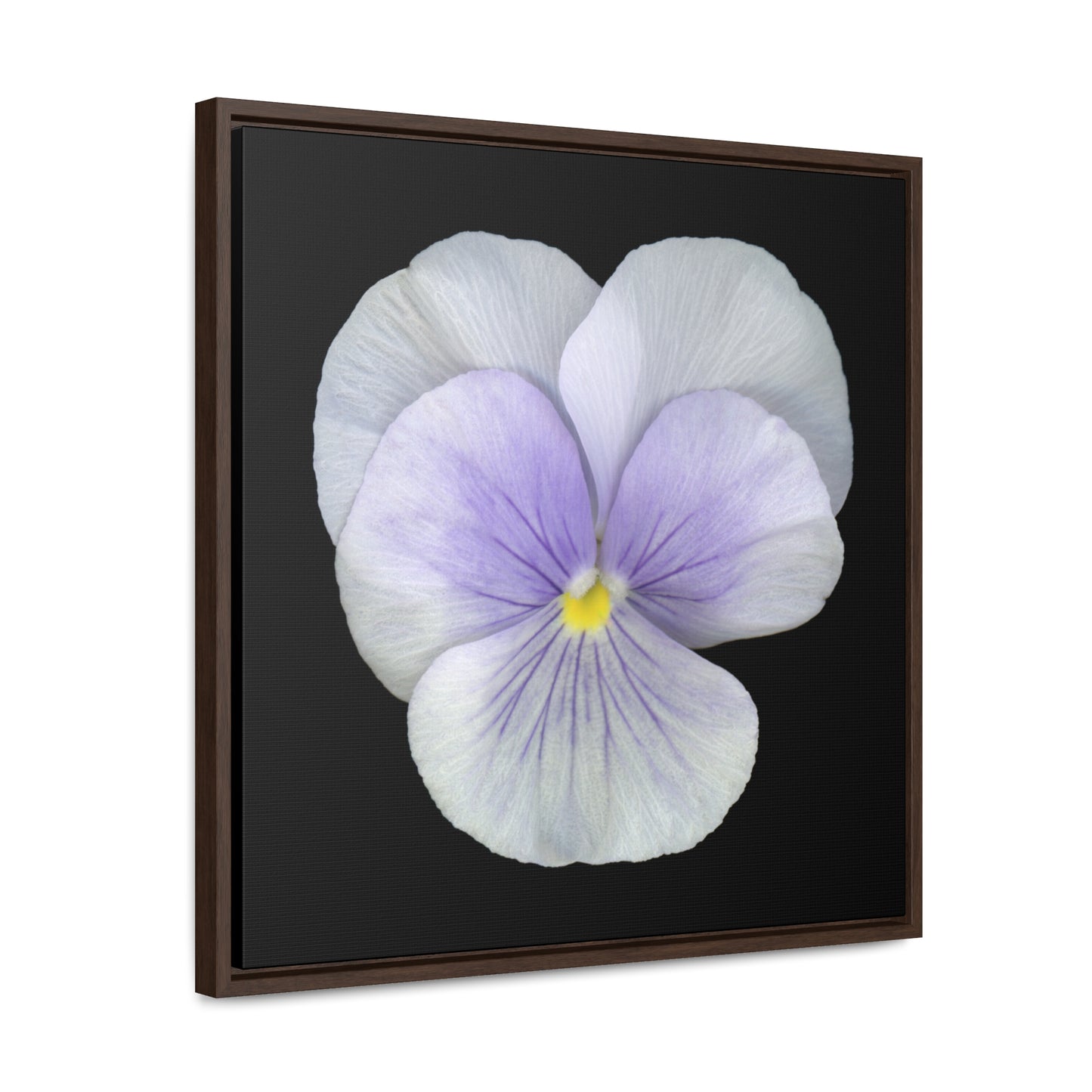 Pansy Viola Flower Lavender | Framed Canvas | Black Background