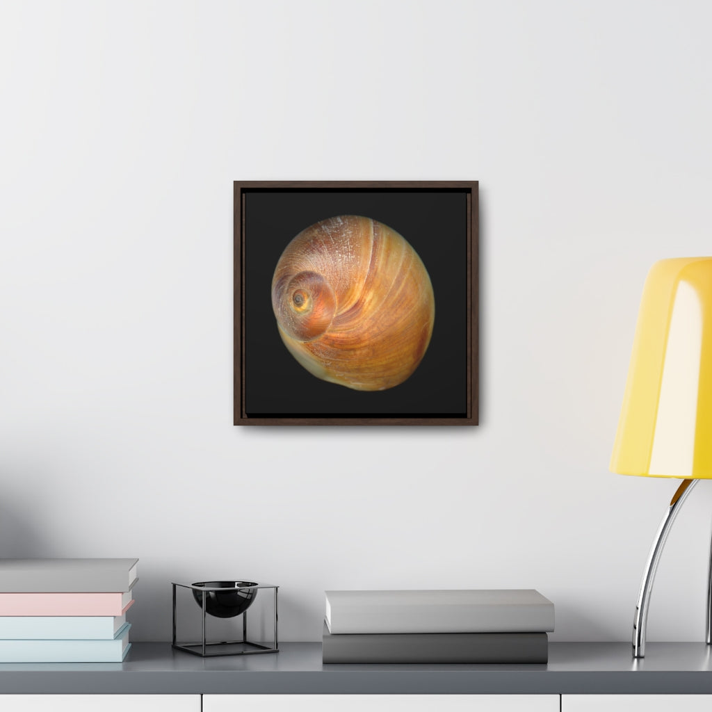 Moon Snail Shell Shark's Eye Apical | Framed Canvas | Black Background