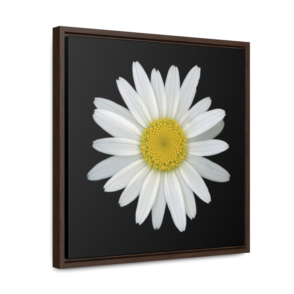 Shasta Daisy Flower White | Framed Canvas | Black Background