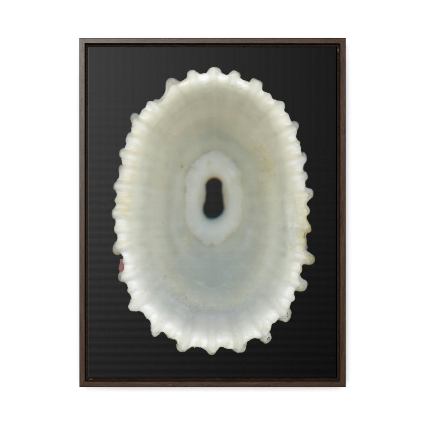 Keyhole Limpet Shell White Interior | Framed Canvas | Black Background