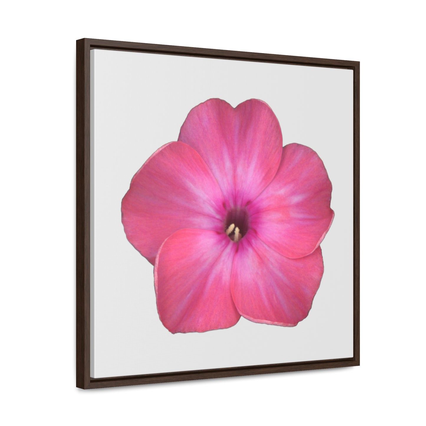 Phlox Flower Detail Pink | Framed Canvas | Silver Background