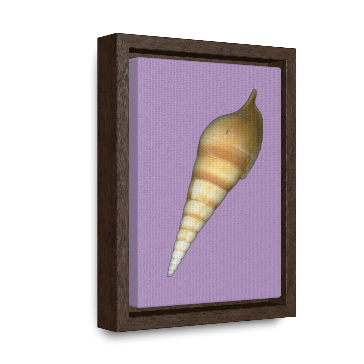 Turrid Shell Tan Dorsal | Framed Canvas | Lavender Background