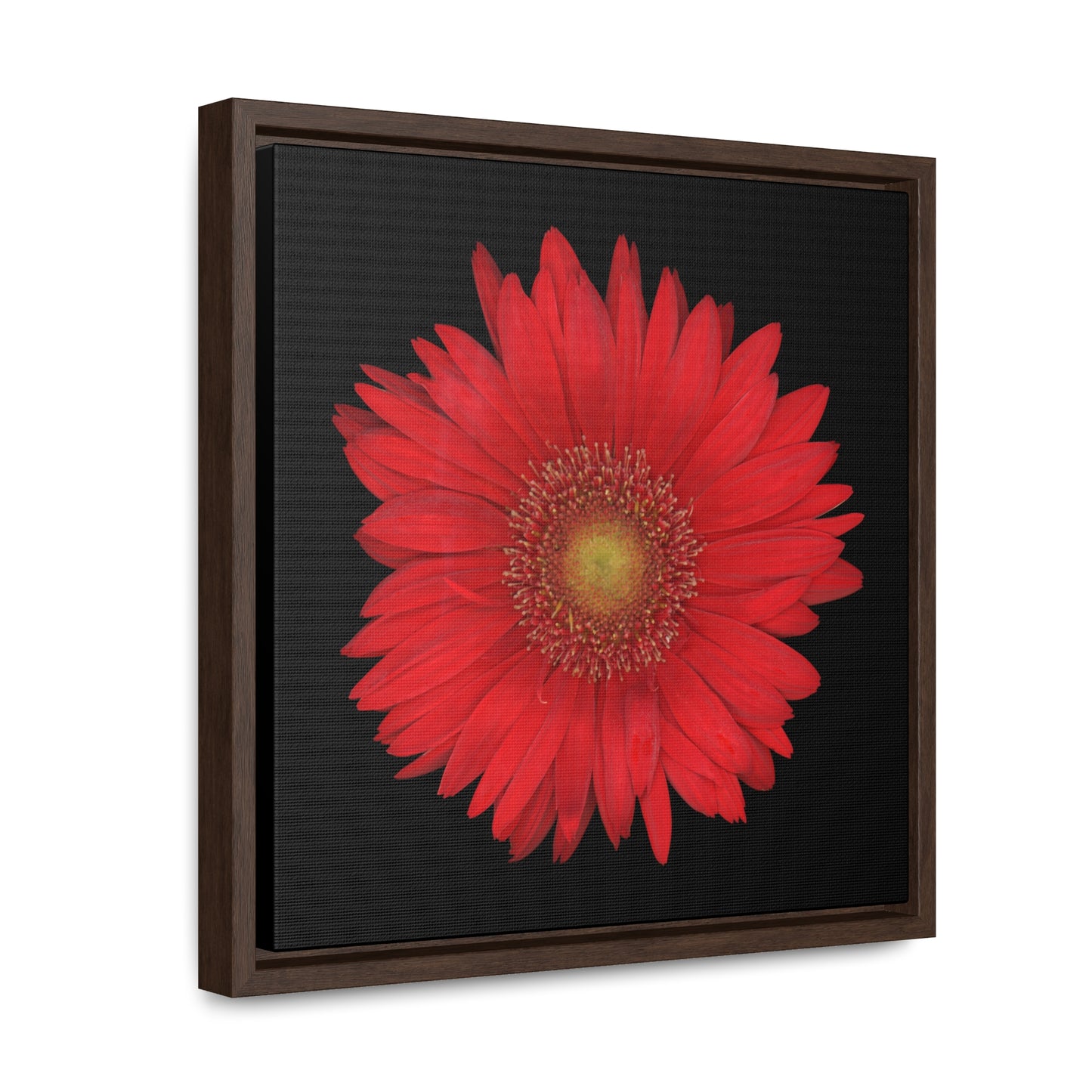 Gerbera Daisy Flower Red | Framed Canvas | Black Background