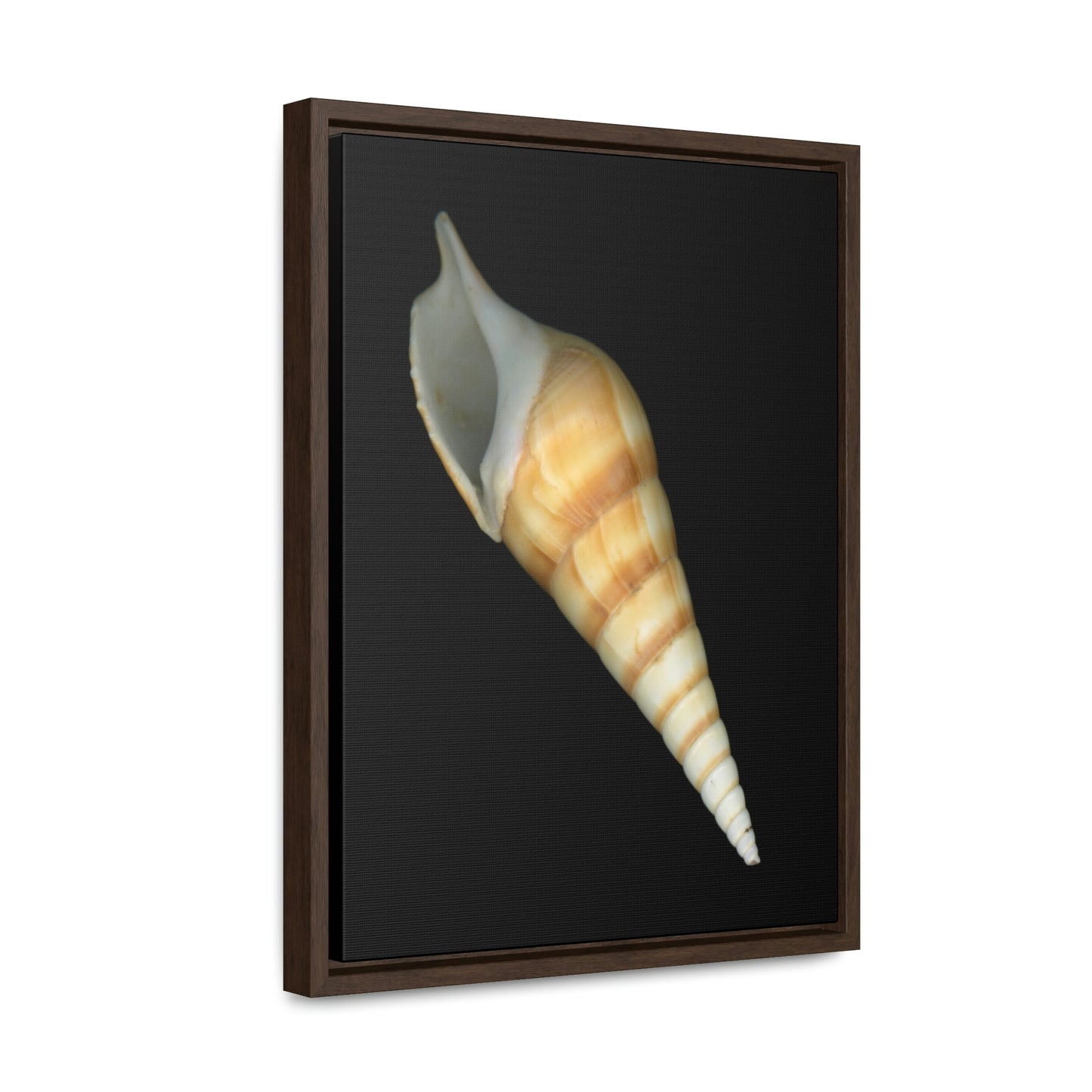 Turrid Shell Tan Apertural | Framed Canvas | Black Background