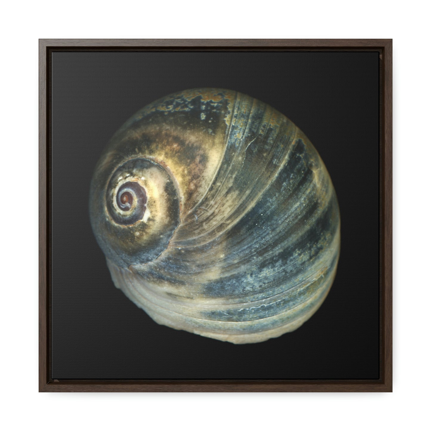 Moon Snail Shell Blue Apical | Framed Canvas | Black Background