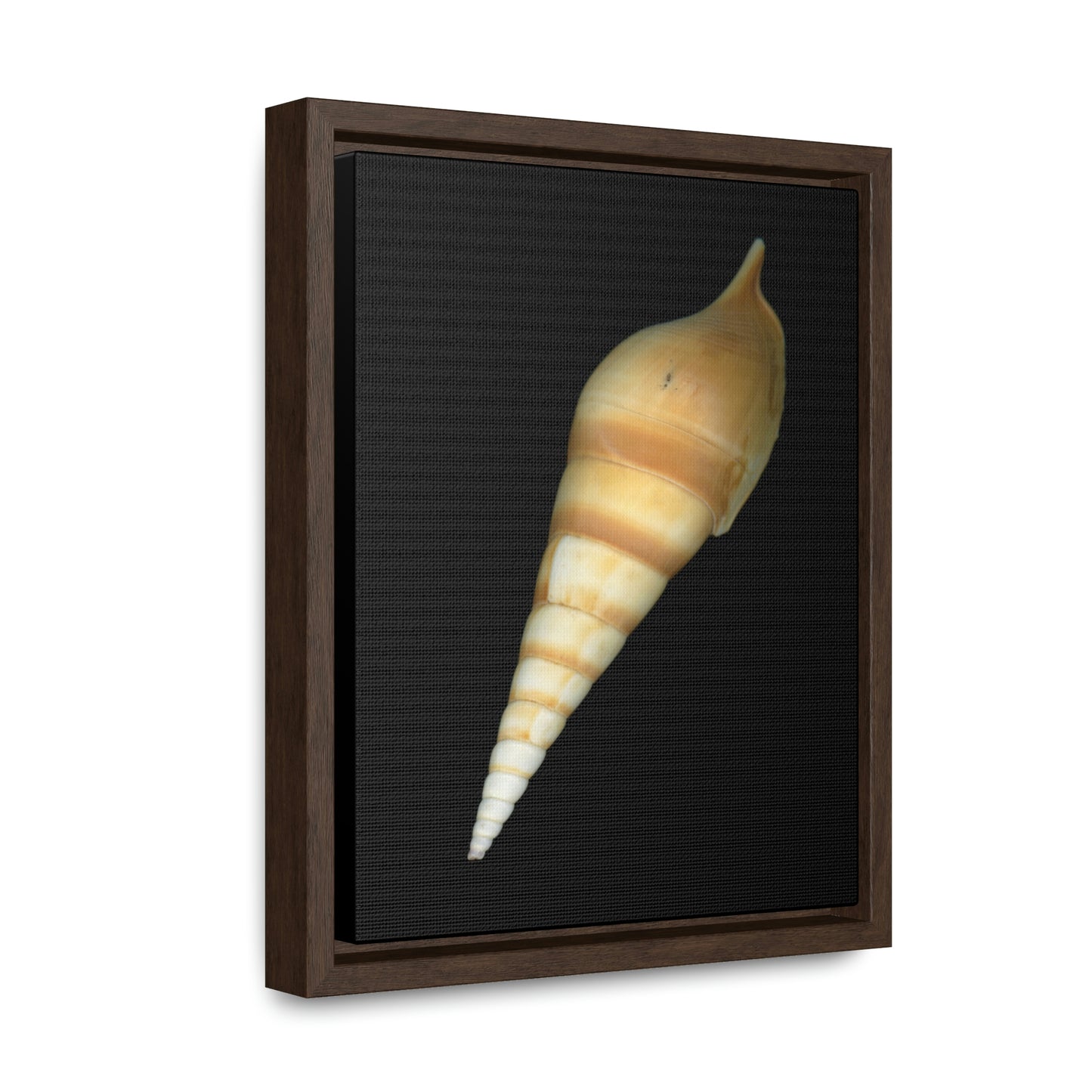 Turrid Shell Tan Dorsal | Framed Canvas | Black Background