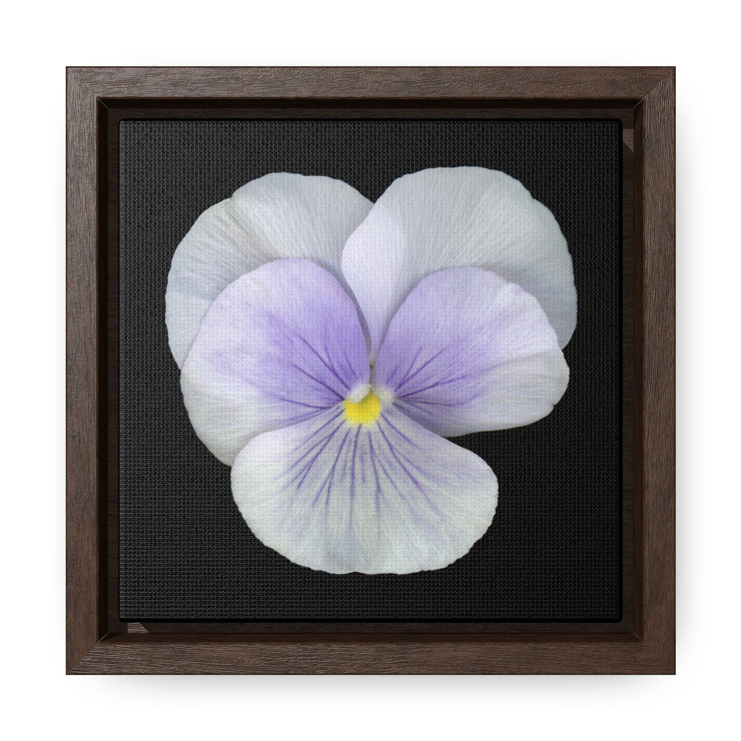 Pansy Viola Flower Lavender | Framed Canvas | Black Background