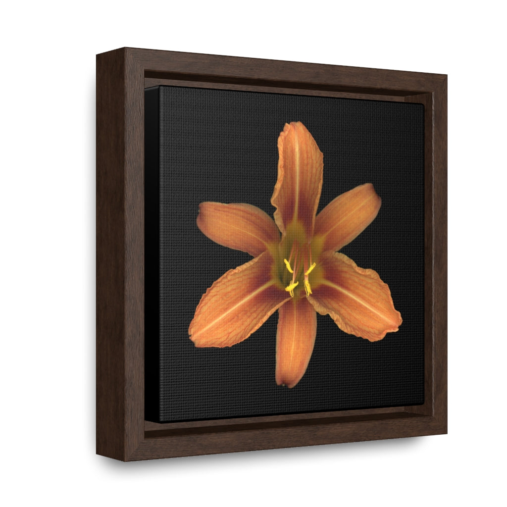 Orange Daylily Flower | Framed Canvas | Black Background