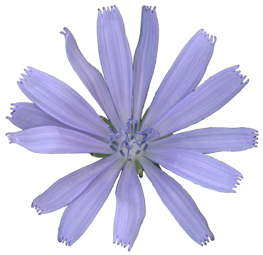 Chicory Flower | Magnet | 1in