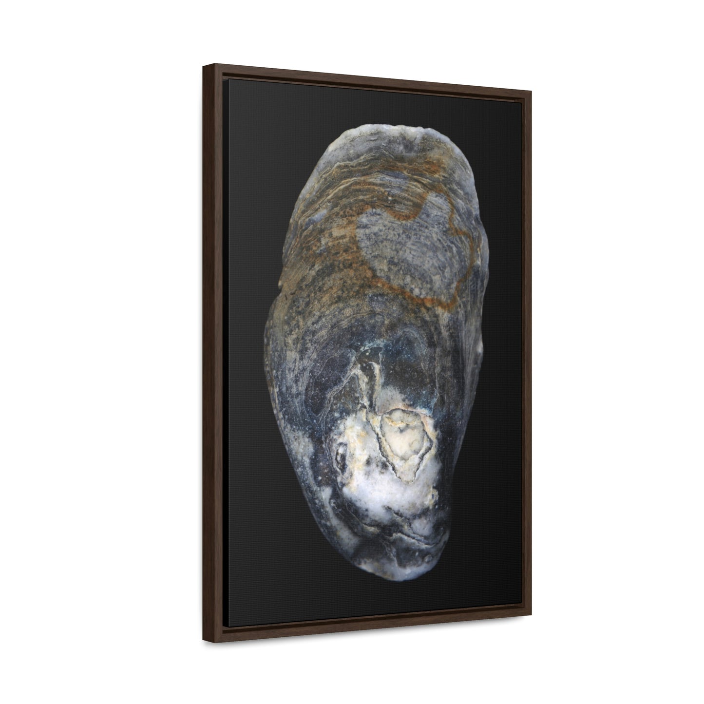 Oyster Shell Blue Right Exterior | Framed Canvas | Black Background