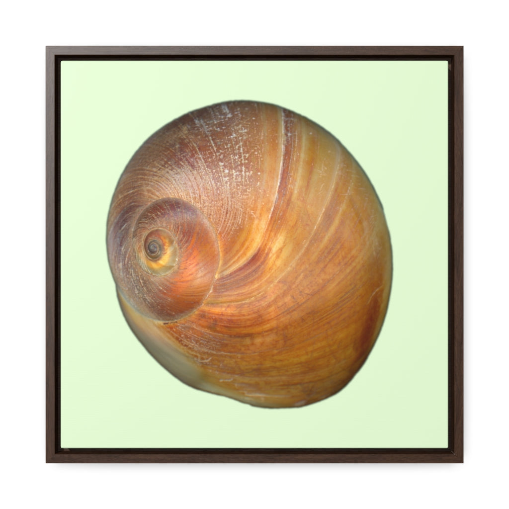 Moon Snail Shell Shark's Eye Apical | Framed Canvas | Sea Glass Background