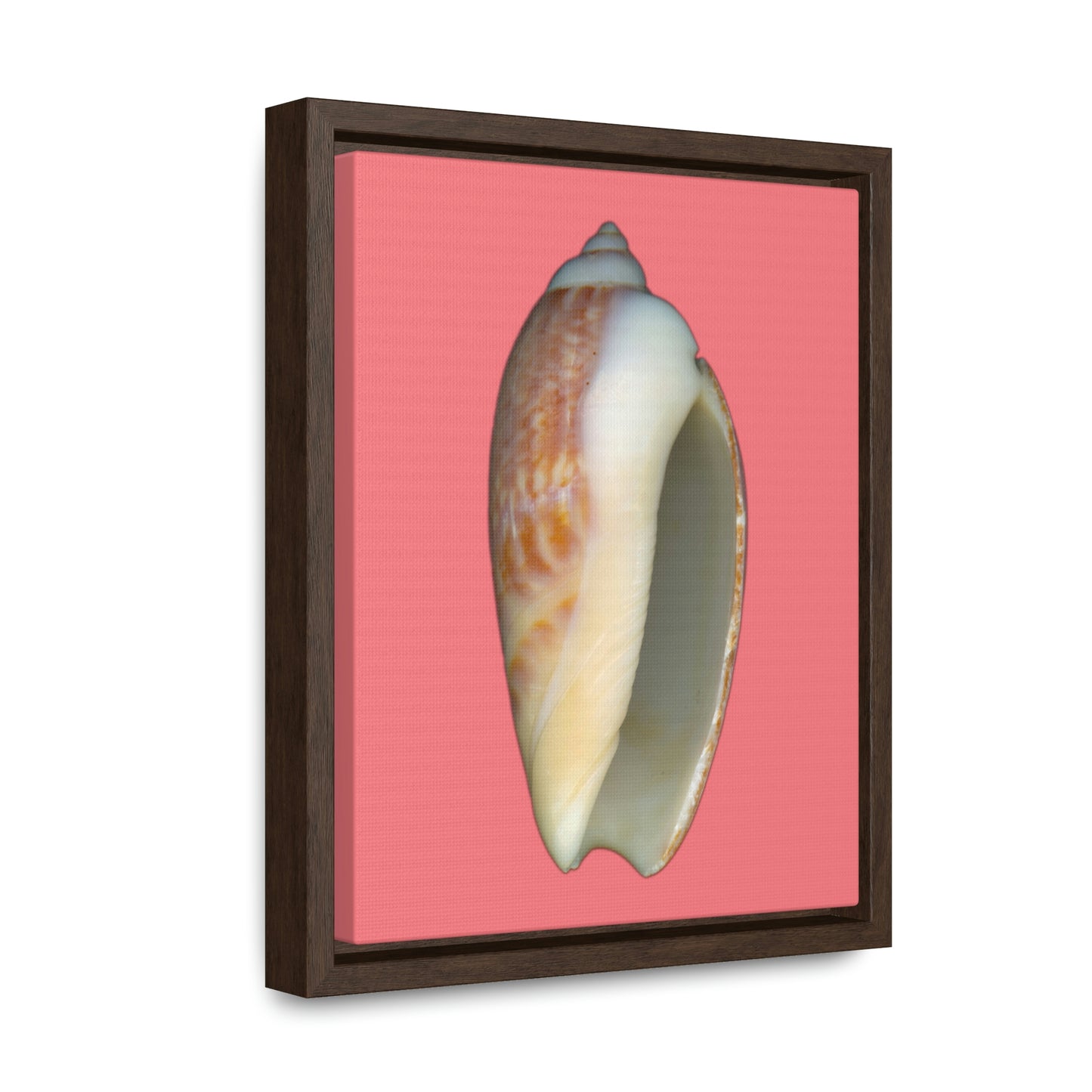 Olive Snail Shell Brown Apertural | Framed Canvas | Salmon Background